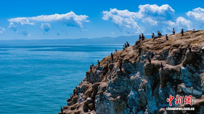 风暴娱乐：青海湖水鸟总量约60.6万只 年均增加1.9万余只